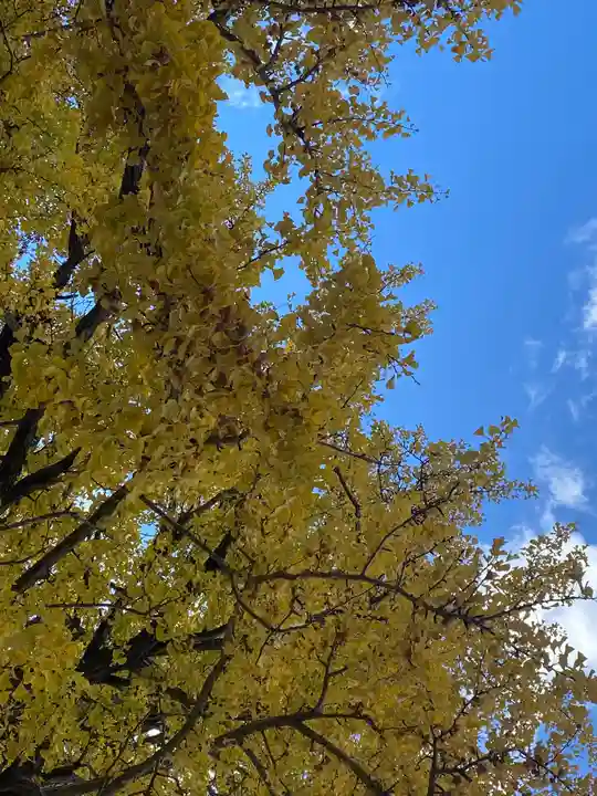 川内八幡宮の自然