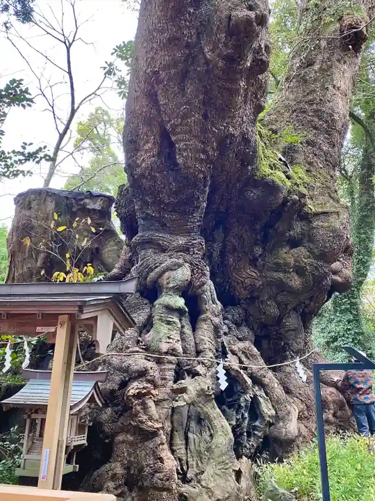 來宮神社の自然