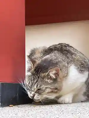 柏諏訪神社の動物