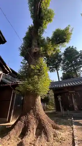 猿田彦神社(滋賀県)