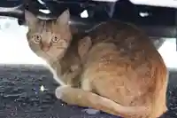 くまくま神社(導きの社 熊野町熊野神社)の動物