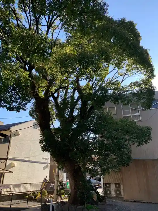 千勝浅間神社の自然