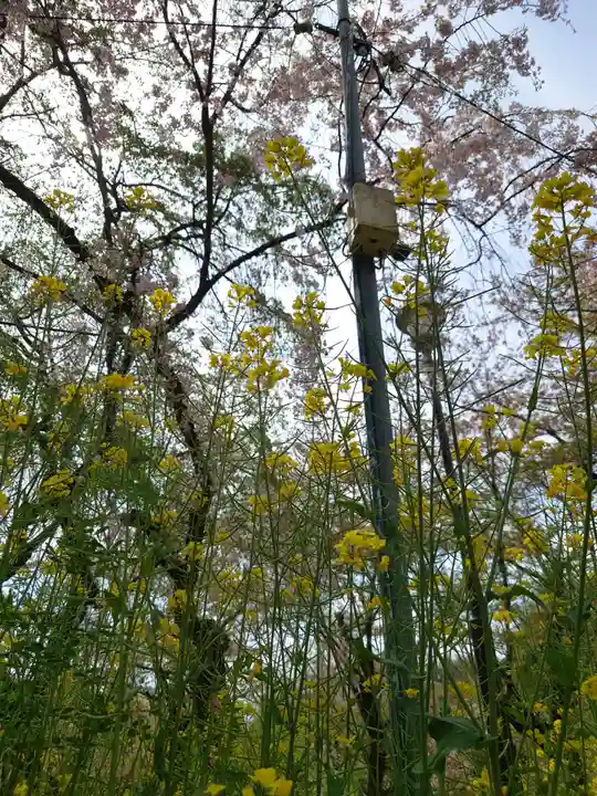 平野神社(京都府)