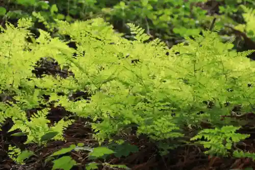 岩上神社の自然