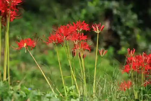 長屋神社の自然