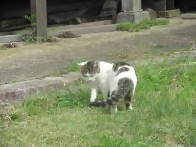 須賀神社の動物
