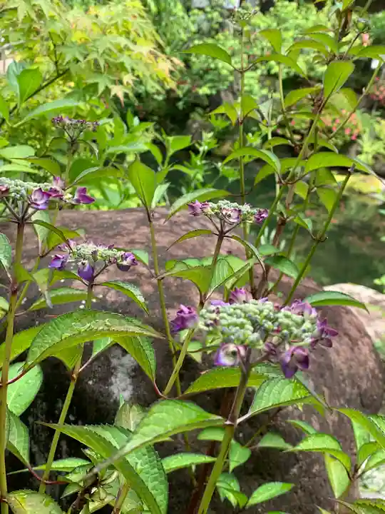青龍山 吉祥寺の自然