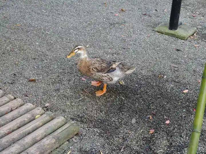 平塚八幡宮の動物