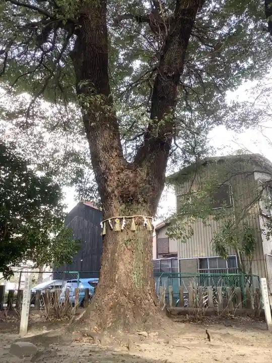 神明社(露橋神明社)の自然