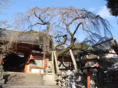 氷室神社の自然