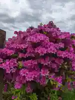 伊勢原 法泉寺の自然