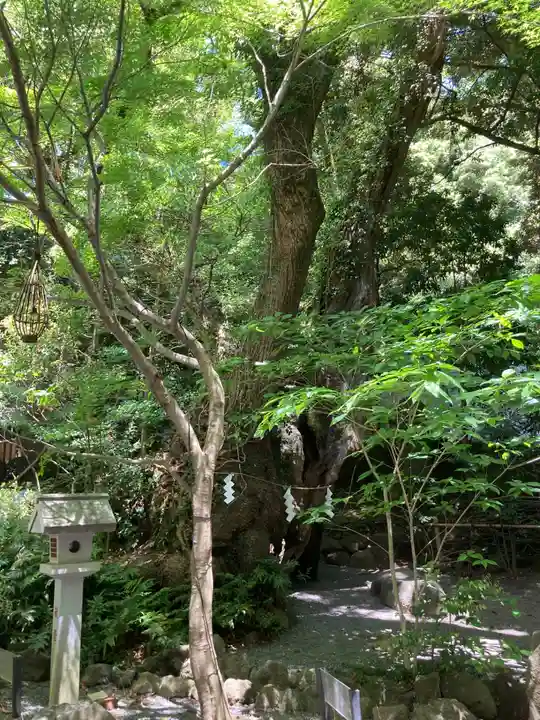來宮神社(静岡県)