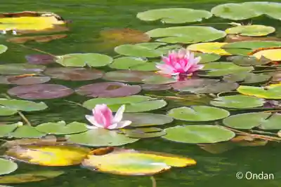 法華寺(奈良県)