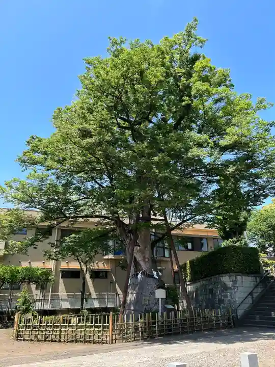 白山神社の自然