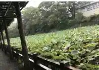 報徳二宮神社の庭園