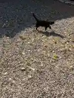 八幡社(柏井町)の動物