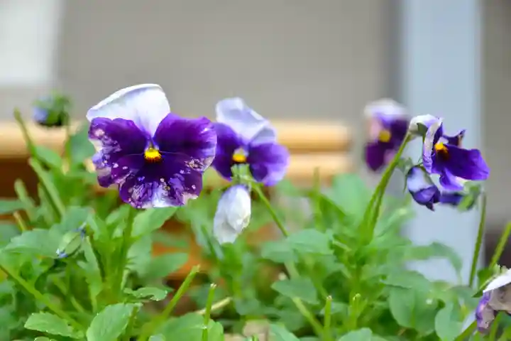 尻岸内八幡神社の景色