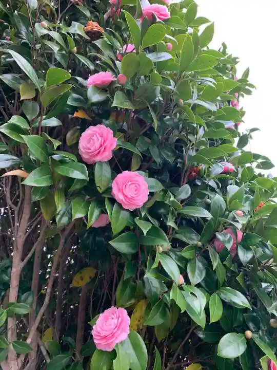 惣社八幡宮の自然