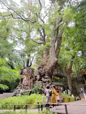 來宮神社(静岡県)