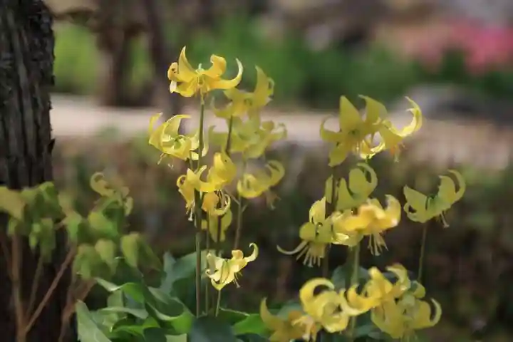 三春大神宮の自然