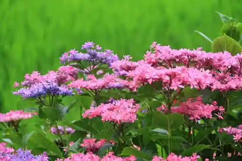 高司神社〜むすびの神の鎮まる社〜の庭園