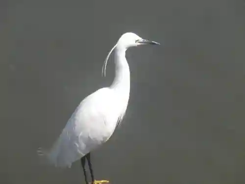 鶴岡八幡宮の動物