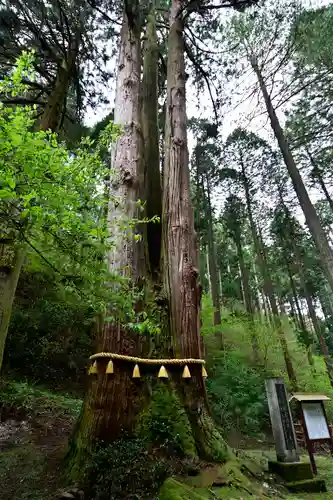御岩神社の自然