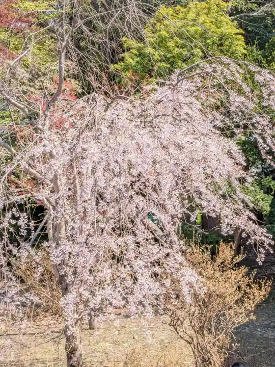 北海道神宮の自然