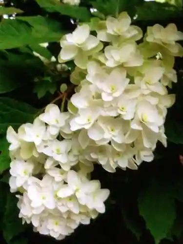 鳩森八幡神社の自然