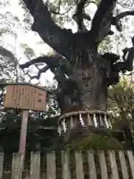 熱田神宮の自然