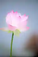 浄土寺(兵庫県)