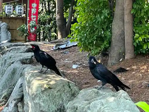 中野沼袋氷川神社の動物
