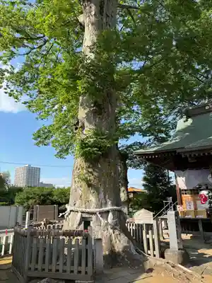 守谷総鎮守 八坂神社(茨城県)