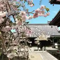法楽寺の自然