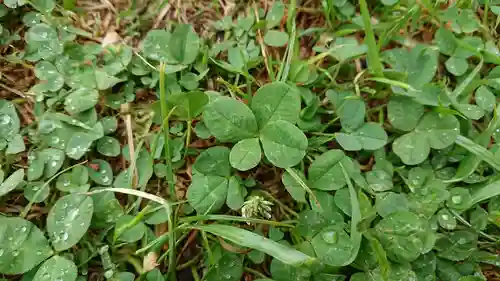 水神社（中瀬町）の自然