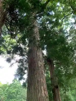 駒嶽神社の自然