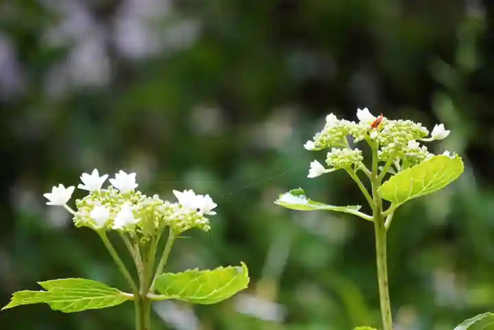 尻岸内八幡神社(北海道)