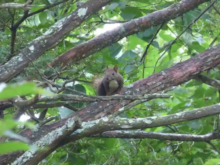 留辺蘂神社の動物