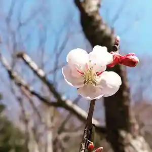 壽徳寺 じゅとくじの自然(2021年04月10日(土) 14時39分29秒投稿)