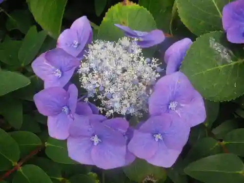 御霊神社の自然