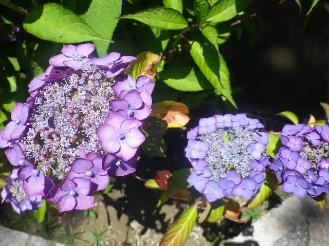 葛原岡神社の自然