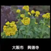 興徳寺の自然