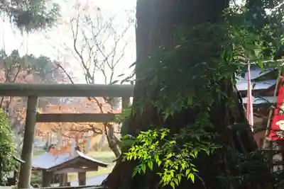 鹿島大神宮の鳥居