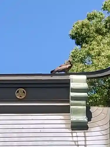 妙見神社の動物