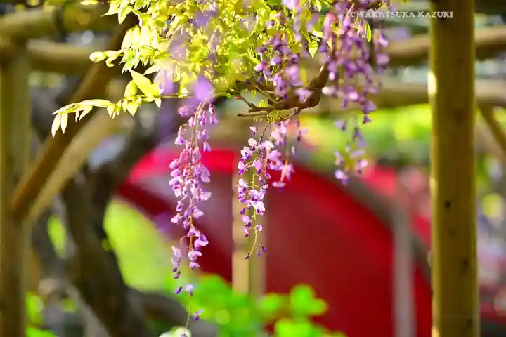 亀戸天神社(東京都)