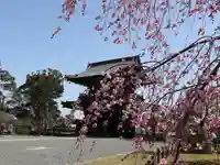 清凉寺の自然