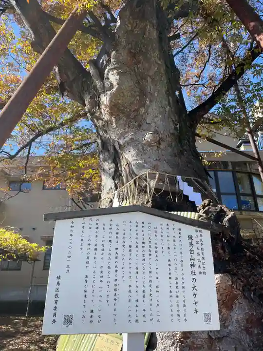 白山神社の自然