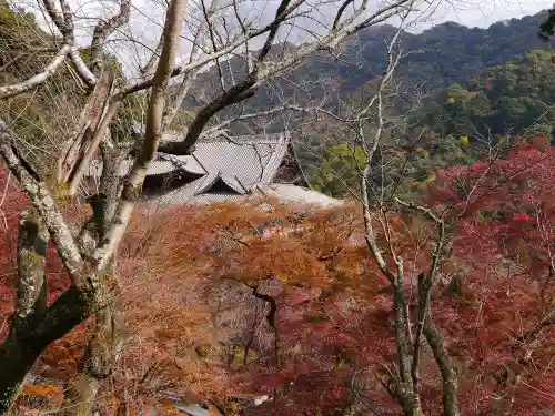 長谷寺の自然