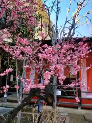 桜神宮(東京都)