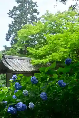 明月院(神奈川県)